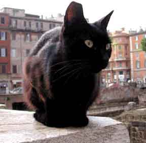 Largo Argentina gatto